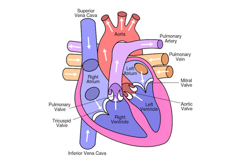 Normal electrical conduction system of heart